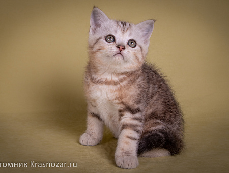 Krasnozar Edison