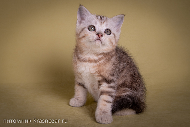 Krasnozar Edison