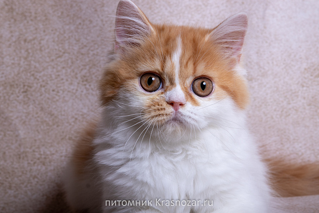 Krasnozar SHCHerbet