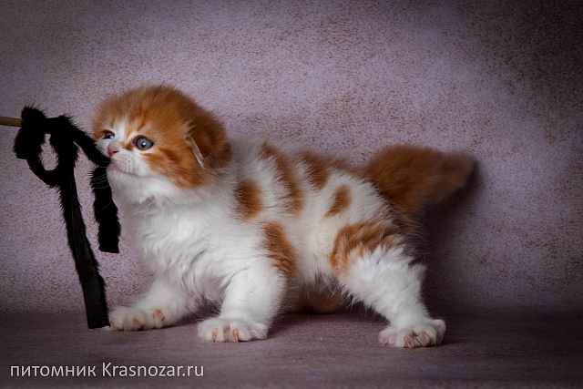 Krasnozar Holiday
