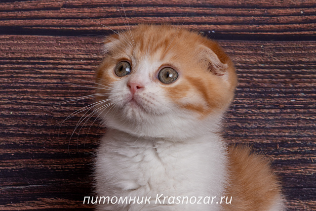 Krasnozar Persik