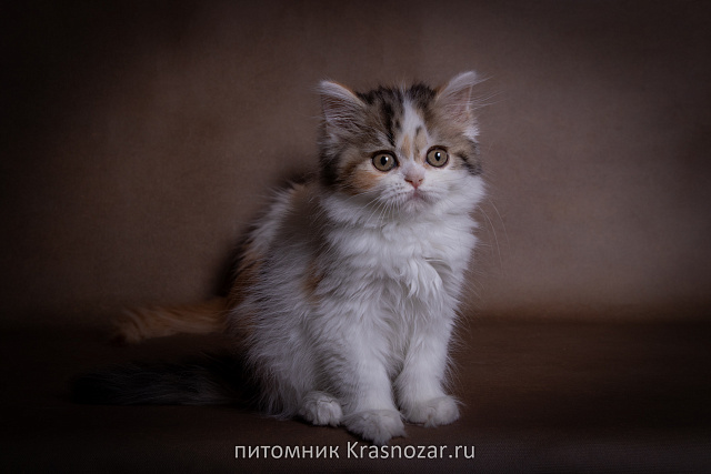Krasnozar SHCHegoliha