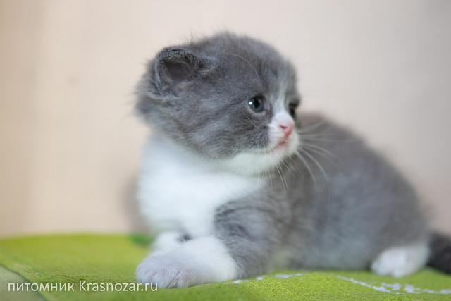 Krasnozar Charodeyka