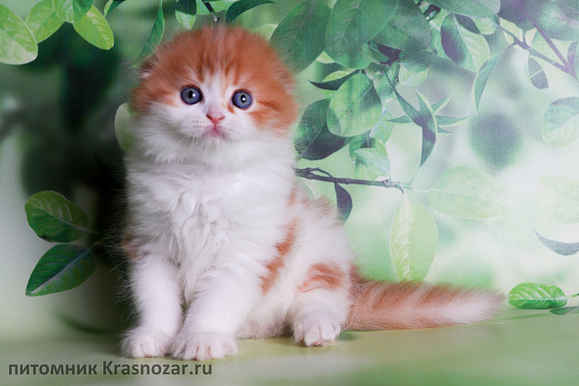 Krasnozar Holiday