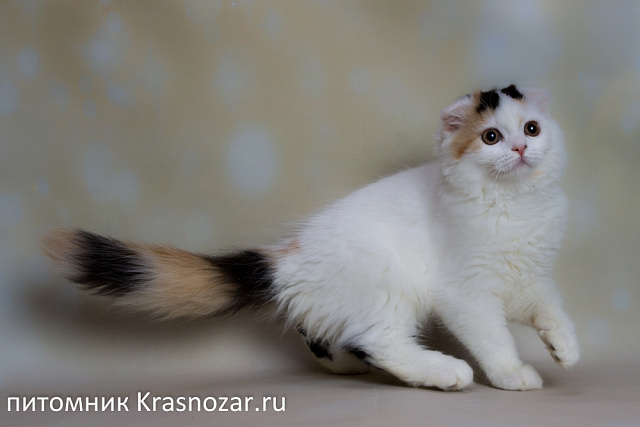 Krasnozar Nadezhda