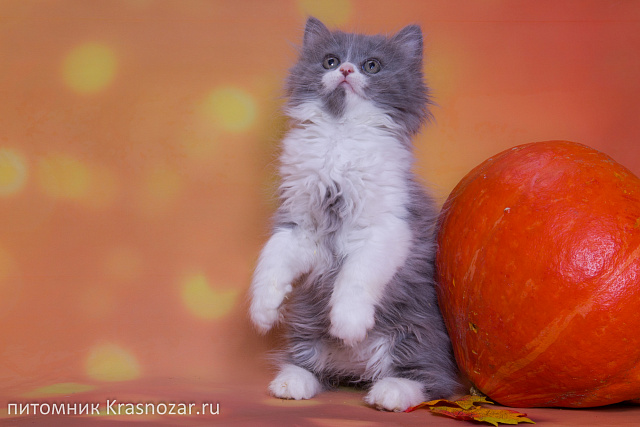 Krasnozar Lutik
