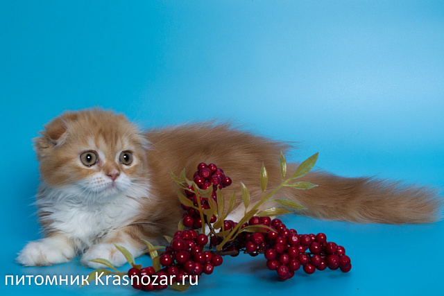 Krasnozar Nestor Petrovich