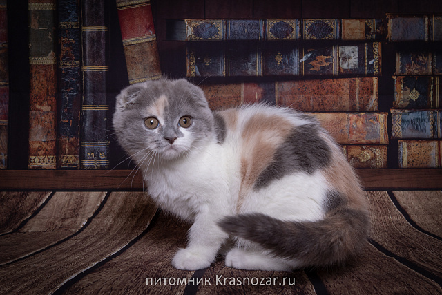 Krasnozar Chareshnya