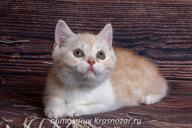 Krasnozar Parmezan