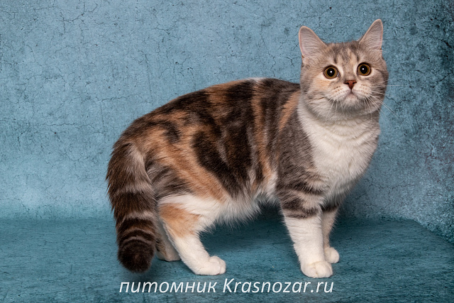 Krasnozar Metelitcha