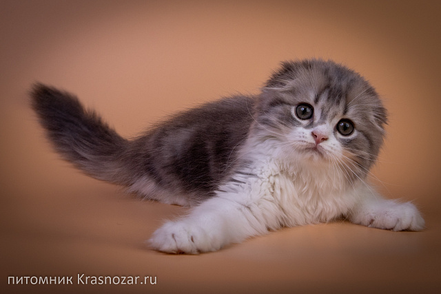 Krasnozar Tsefey