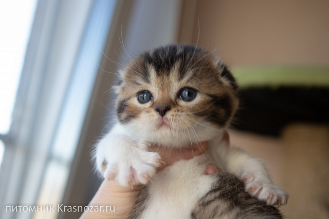 Krasnozar Shaya