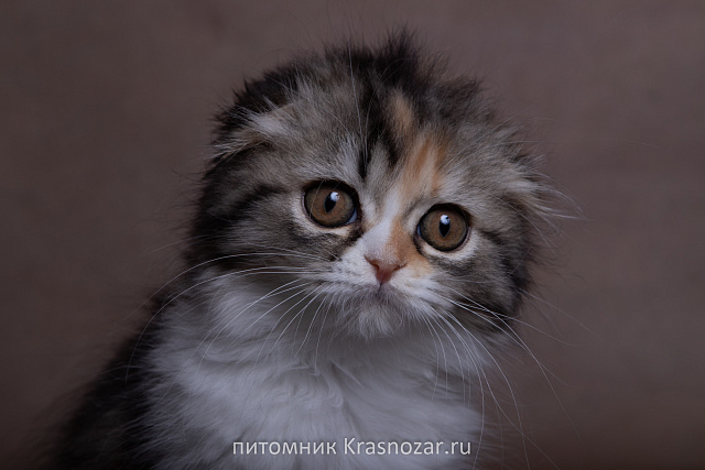 Krasnozar SHCHedrinka