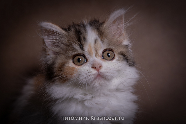 Krasnozar SHCHegoliha