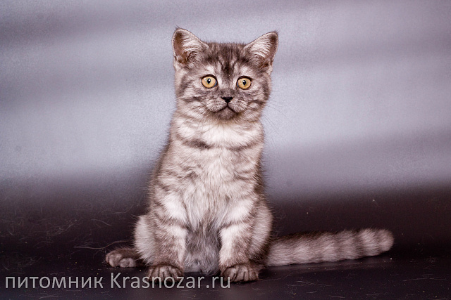 Krasnozar Zevs