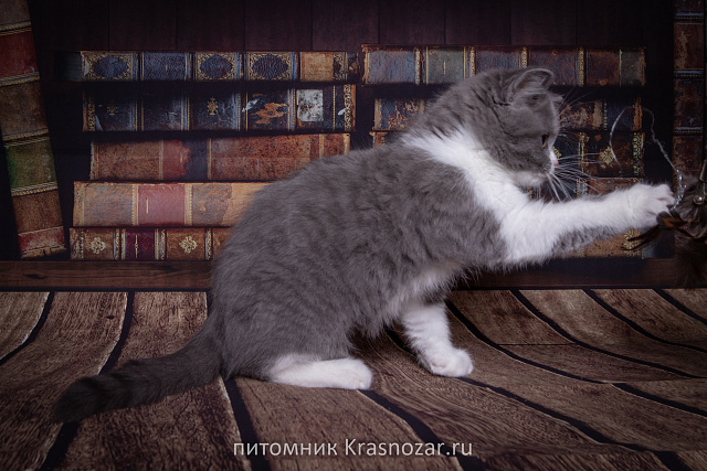 Krasnozar Charodeyka