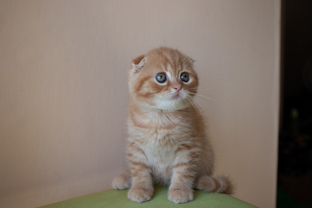 Krasnozar Solar Wind