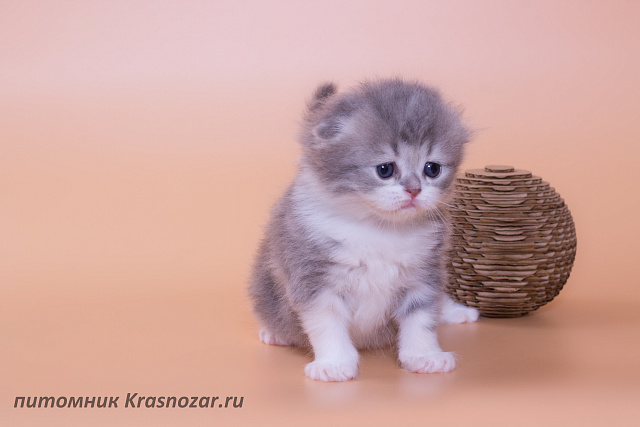 Krasnozar Luna