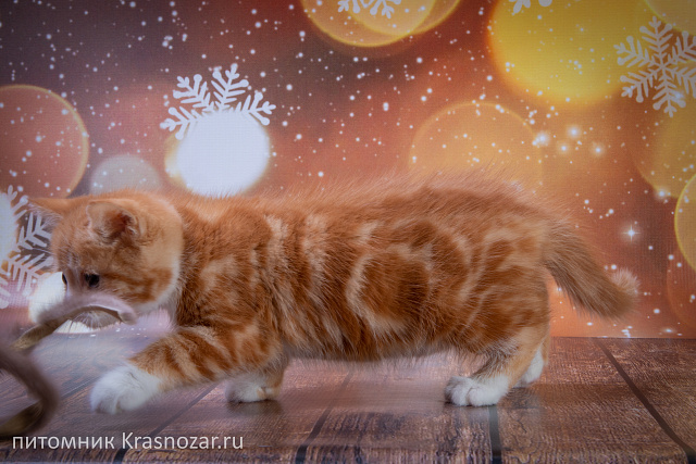 Krasnozar FireBall
