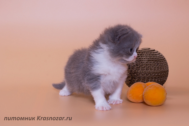 Krasnozar Lutik