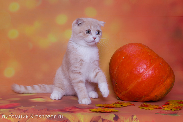 Krasnozar Kosmos