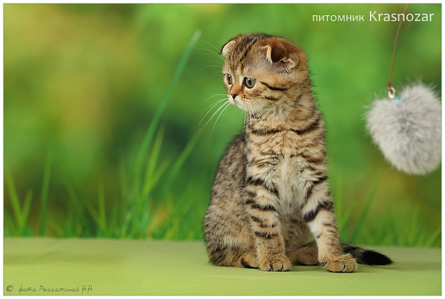 Krasnozar Vesnushka