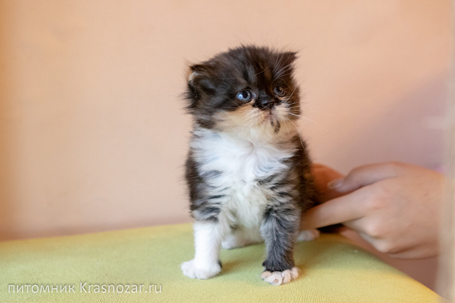 Krasnozar Fiona