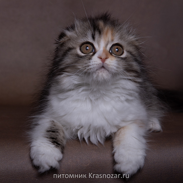 Krasnozar SHCHedrinka