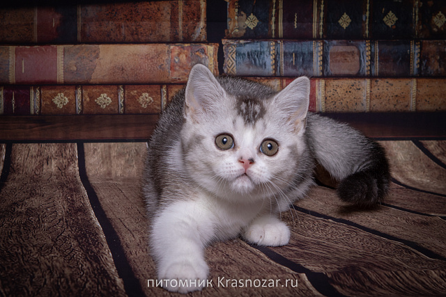 Krasnozar Shanel №5