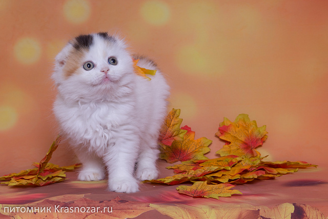 Krasnozar Nadezhda