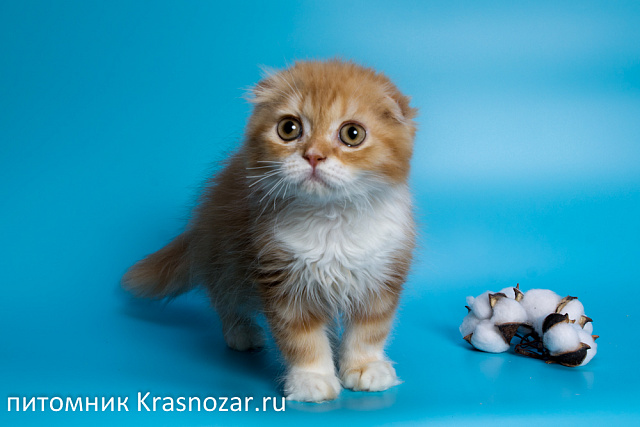 Krasnozar Nestor Petrovich