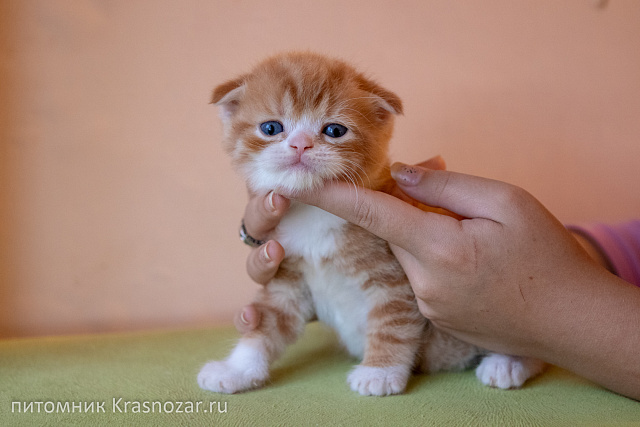 Krasnozar FarinGate
