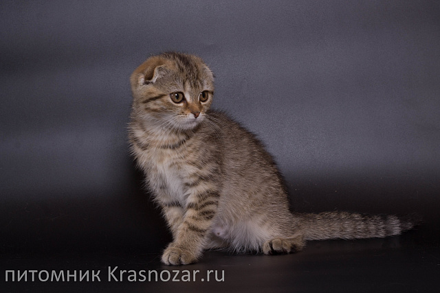 Krasnozar Zosia