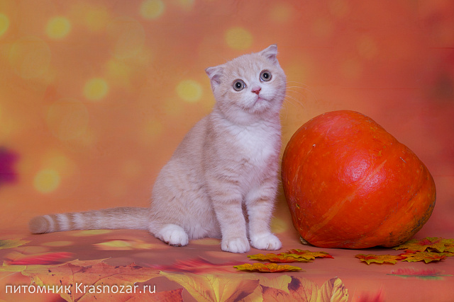 Krasnozar Kosmos