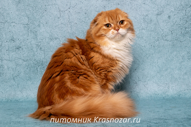 Krasnozar Nestor Petrovich