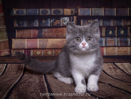 Krasnozar Charodeyka