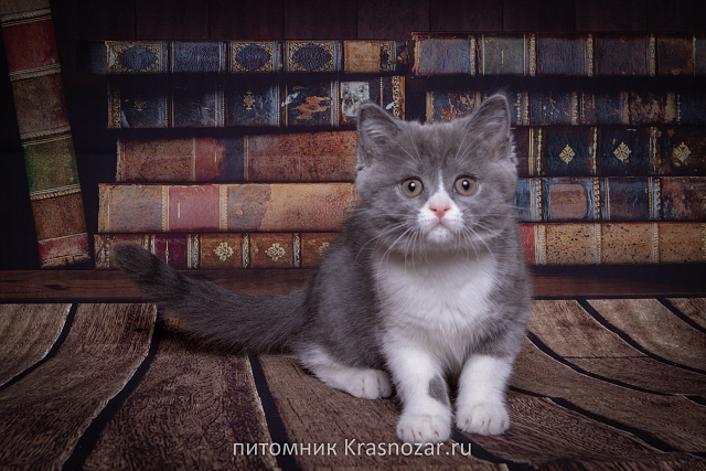 Krasnozar Charodeyka