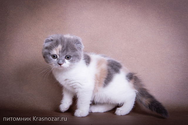 Krasnozar Chareshnya