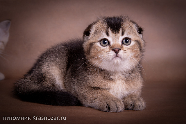Krasnozar Elvis