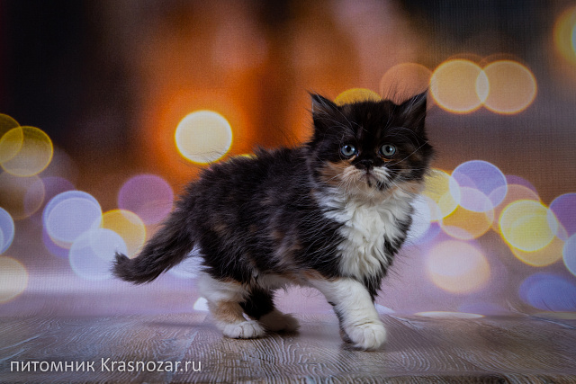 Krasnozar Fiona