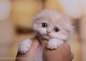 Krasnozar Yasmina