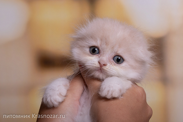 Krasnozar Yasmina