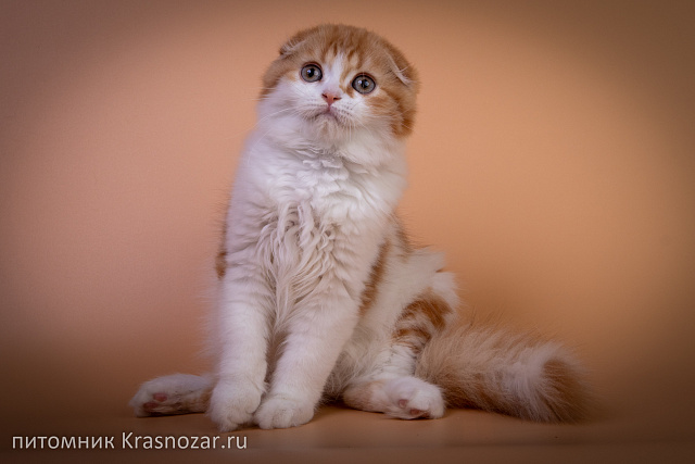 Krasnozar Holiday