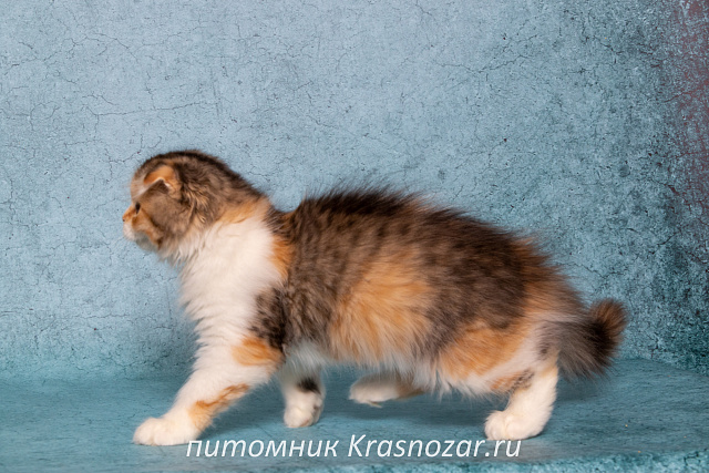 Krasnozar Romantika