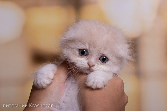 Krasnozar Yasmina