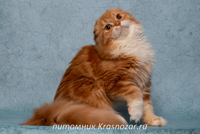 Krasnozar Nestor Petrovich