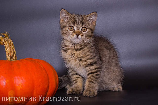 Krasnozar Zorge