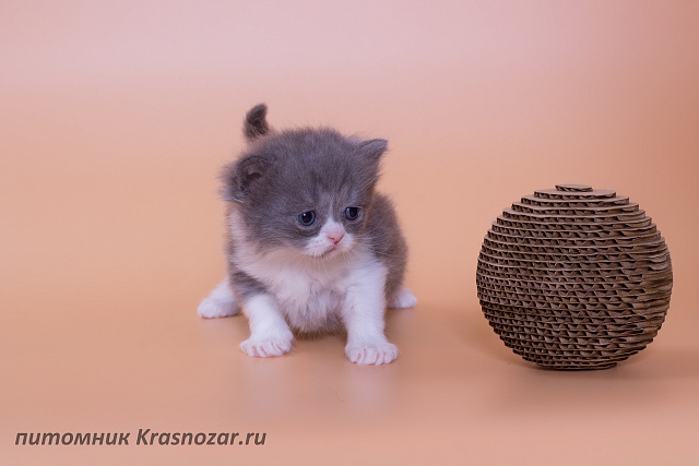 Krasnozar Lutik