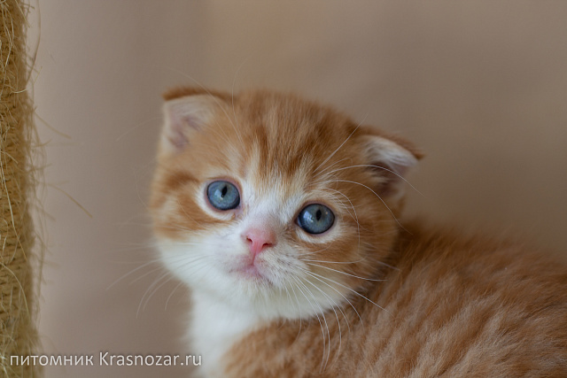 Krasnozar FarinGate