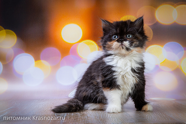Krasnozar Fiona